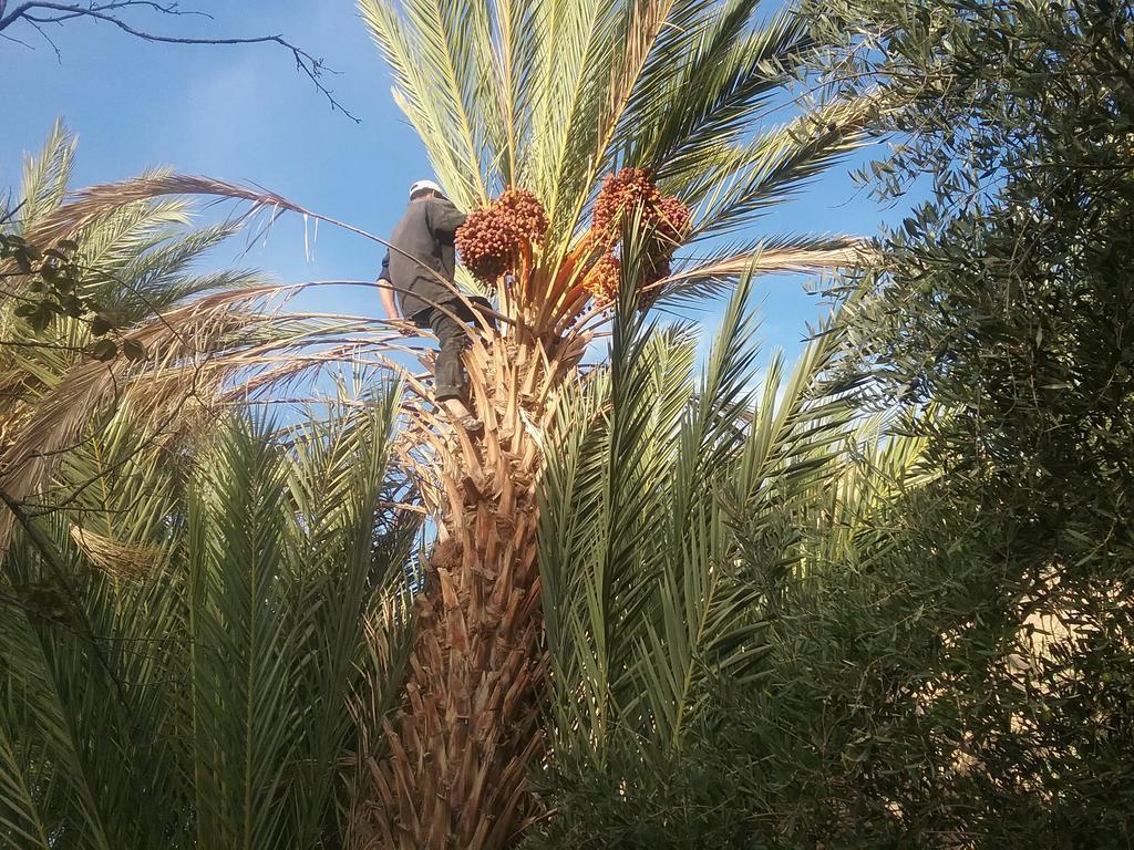 Gite Kasbah La Palmeraie Скура Экстерьер фото